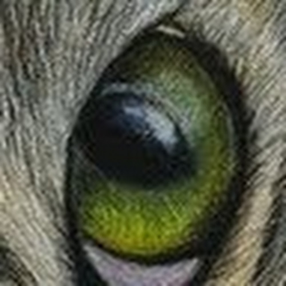 Meet your Posher, Jean